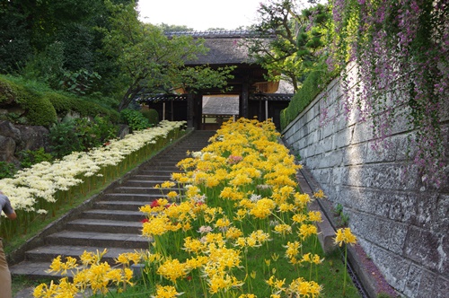 西方寺の彼岸花