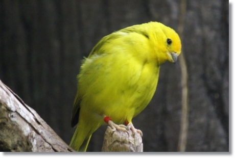 東京旅行-68 キンノジコ 13.10.5