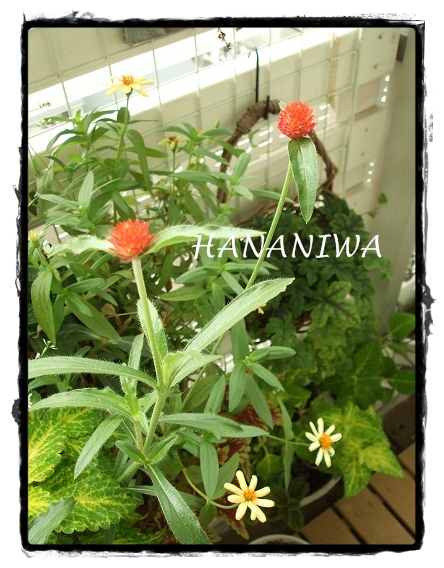 2012_0916トレッサ用寄せ植えとクレマチスの講座とカ0001.JPG