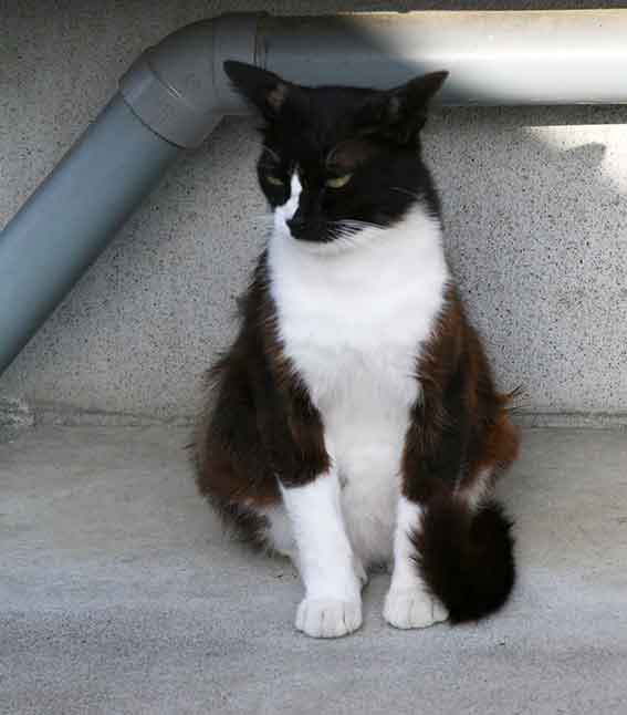 我が家のニャンコ♪2015/5/28-2