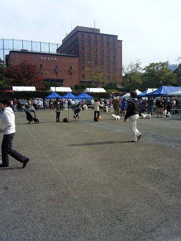 犬の品評会