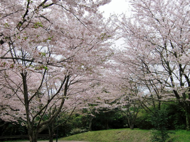 2016.4　桜１