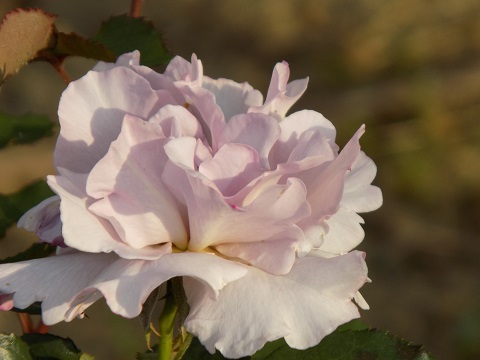 DSCN0197.JPG