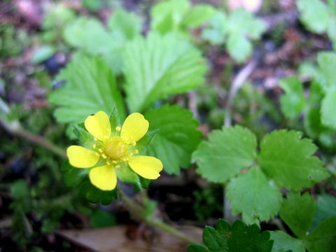 ヘビイチゴの花・ウイキペディア