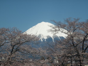 桜と富士山２・300.jpg
