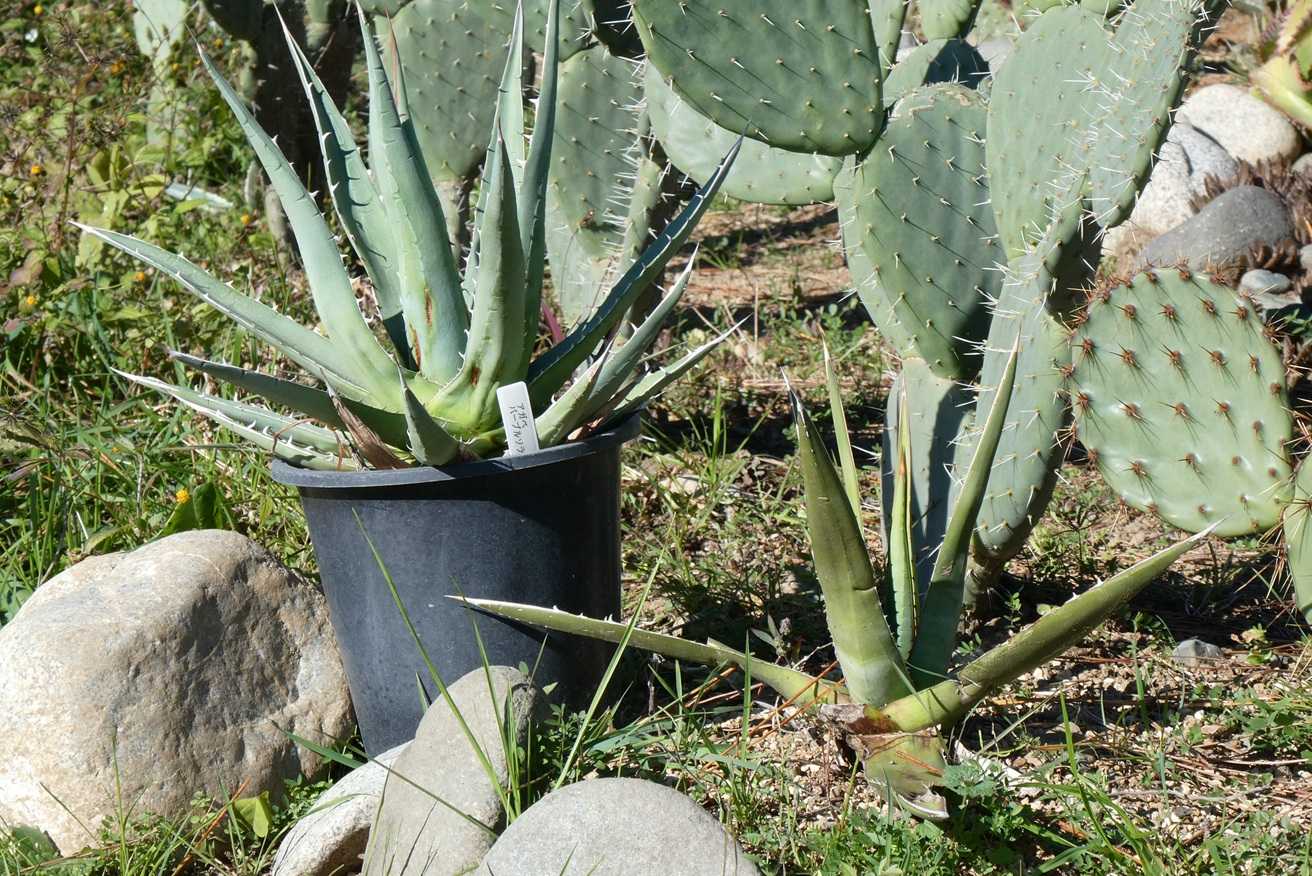 アガベ・パープソラム(Agave purpusorum)～ハウス育ちの鉢植え苗