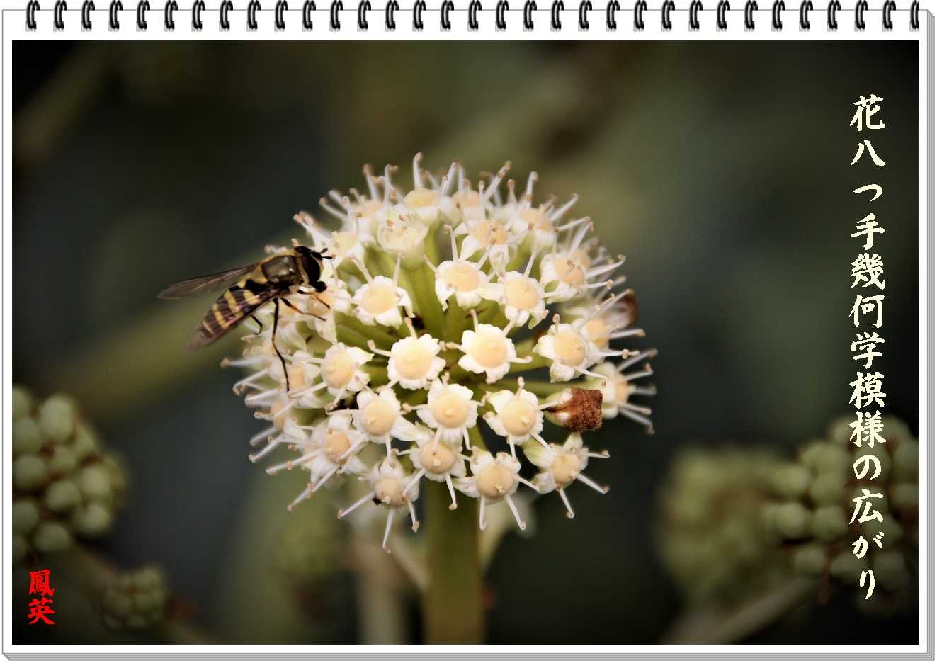 八手の花 光と風のそよぎ 鳳英 楽天ブログ