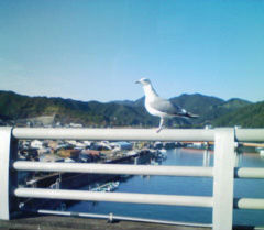 kamome1214.jpg