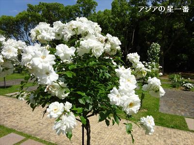 20160521 ハウステンボス7