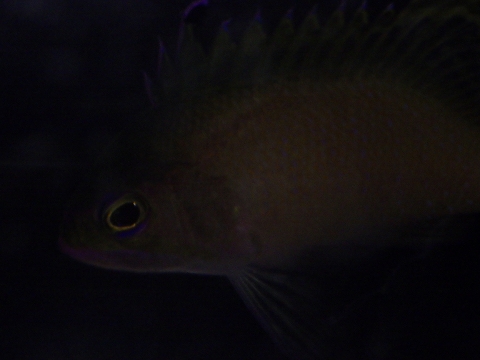 イッテンサクラダイ（Odontanthias unimaculatus）8　沖縄の水深220mで採集