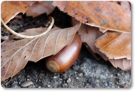 自宅の庭-8 ドングリと落ち葉 13.12.9