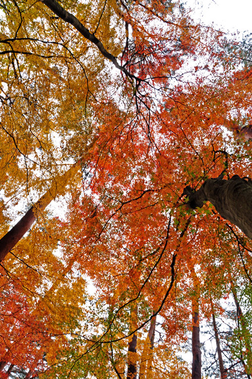 紅葉２