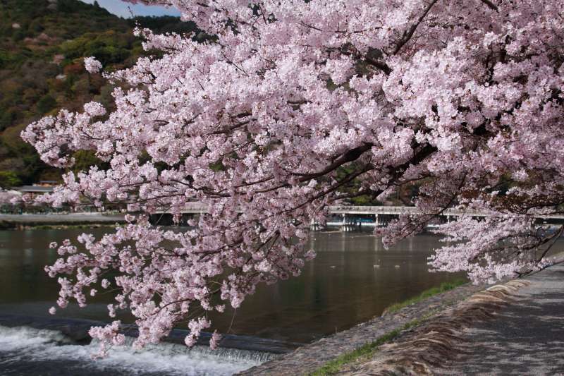 渡月橋_004.jpg