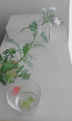 大根の花4.20