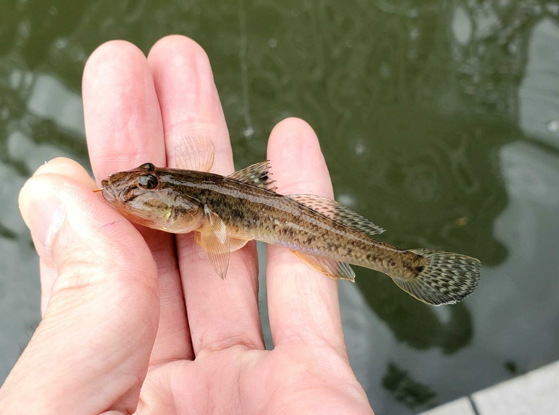 今日のハゼ道場 5 31 ハゼ道場21開幕 魚と日常ブログ 楽天ブログ