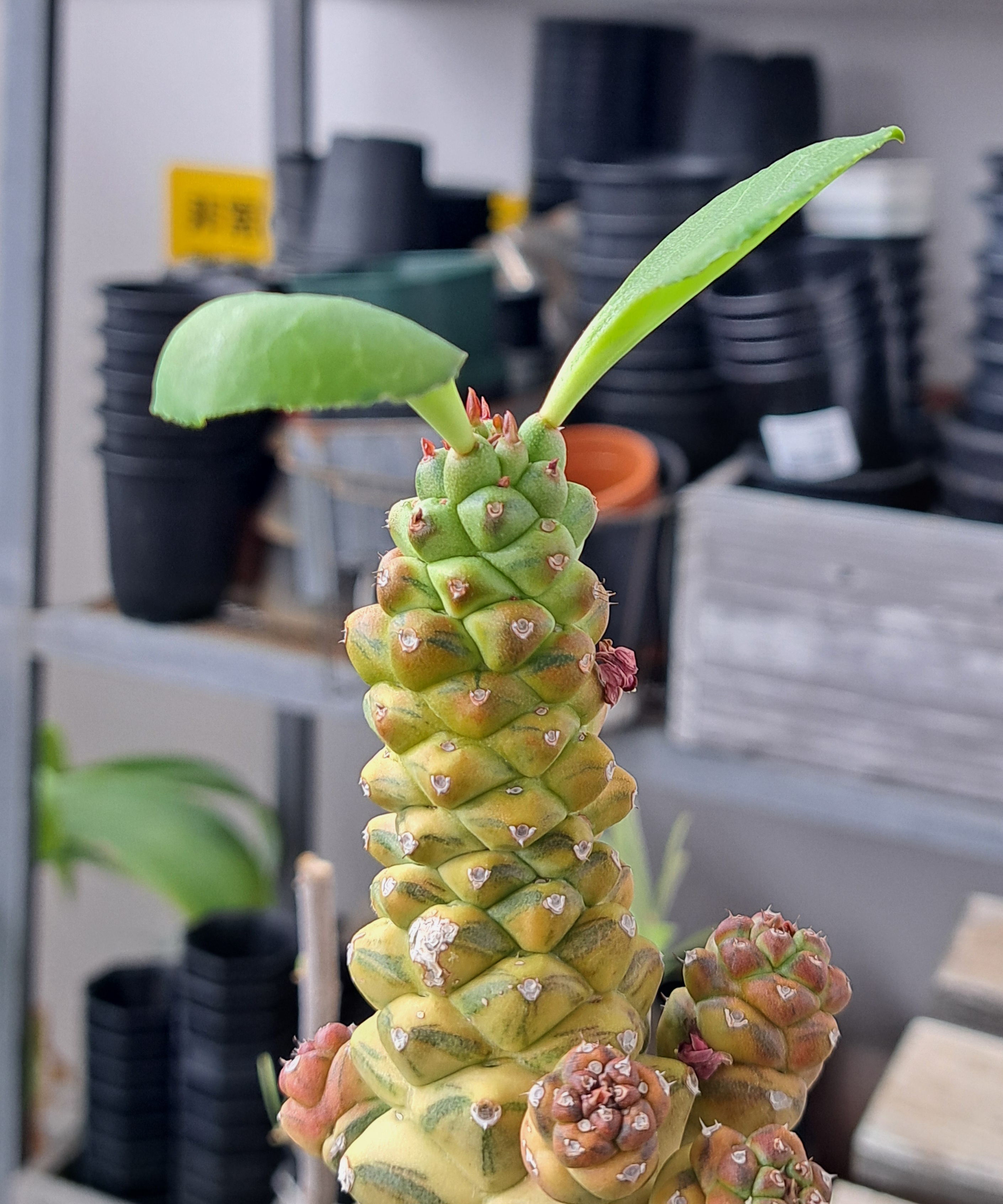 リチェイ錦の葉はデカくなったのか？ | デルオの多肉日記 - 楽天ブログ