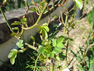 IMG_7428ss.jpg