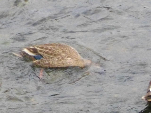 黒目川　＆　スーパーセール商品 057.JPG