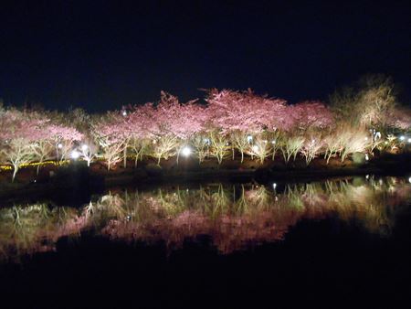 なばなの里の河津桜