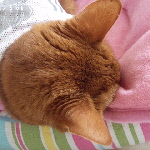 ラムちゃん、寝てます１