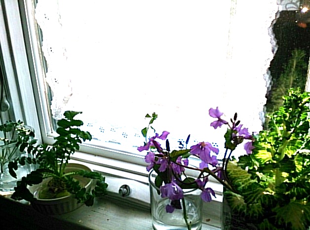 IMG_20140309_151908.JPG