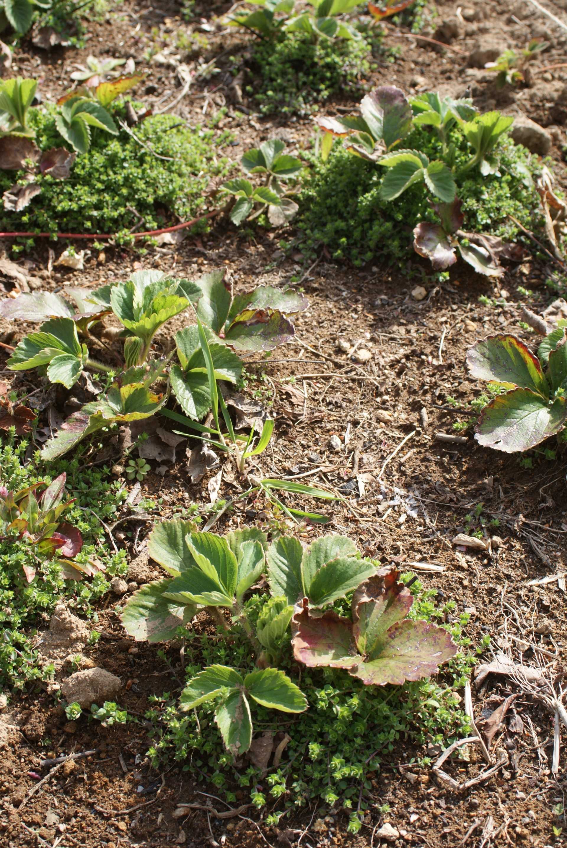 家庭菜園 まめっち北海道のブログ 楽天ブログ