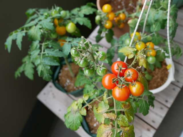 ミニトマトのレジナはベランダ菜園におススメ♪ | ～べらんでぃずむ～ ベランダ菜園とか - 楽天ブログ