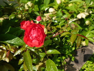 P1180780.jpg