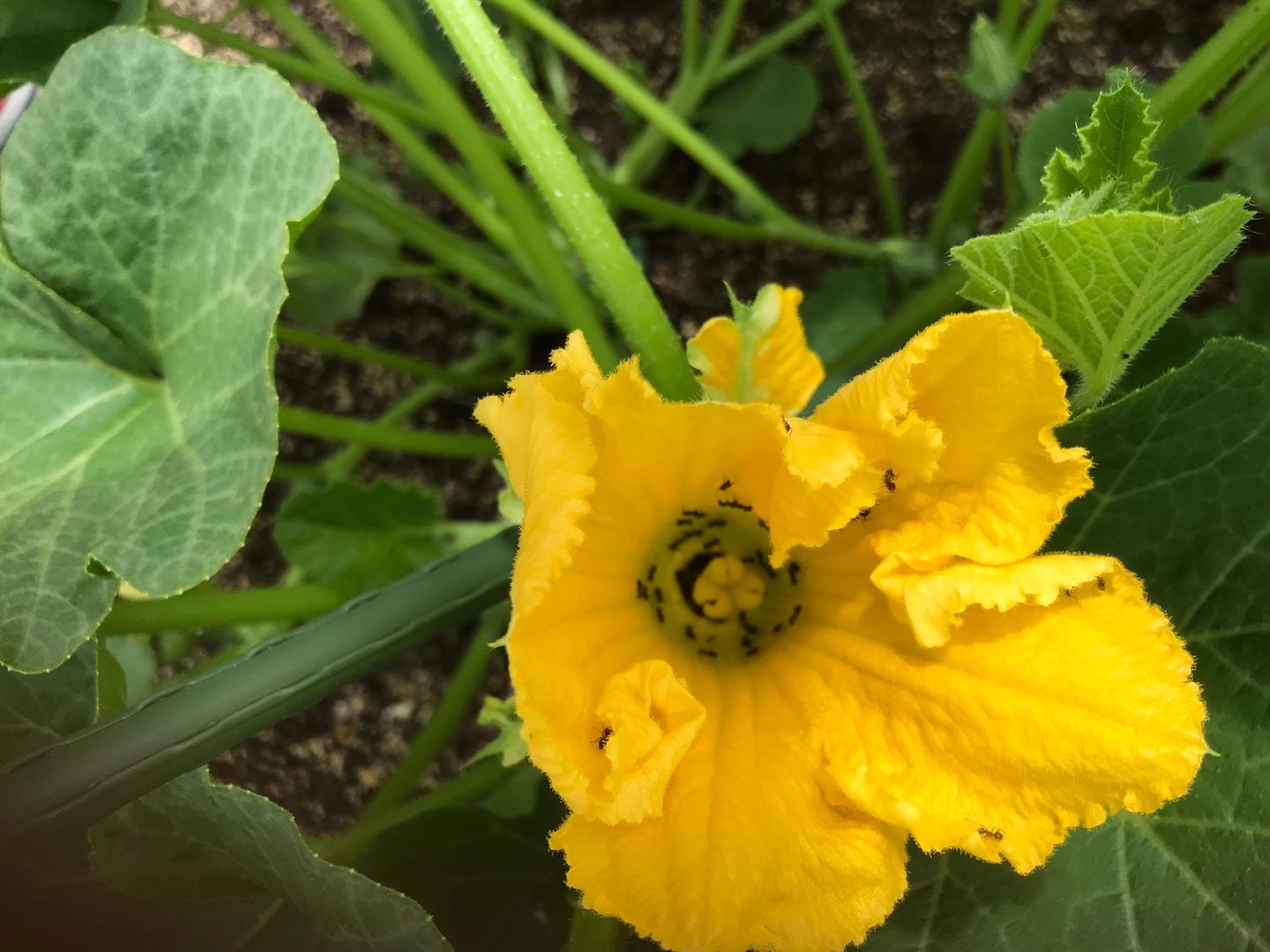 家庭菜園 かぼちゃの花に無数の蟻 あんこたぴろぐ 楽天ブログ 家庭菜園 かぼちゃの花に無数の蟻 あんこたぴろぐ 楽天ブログ