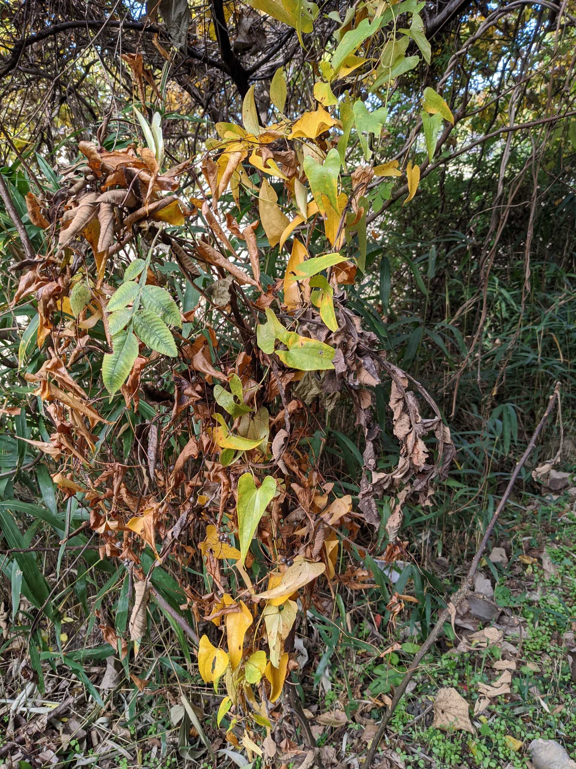 白菜の様子 グランパの気ままな菜園生活 家族 楽天ブログ