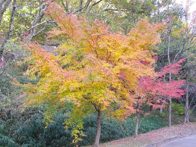 山田池公園　紅葉