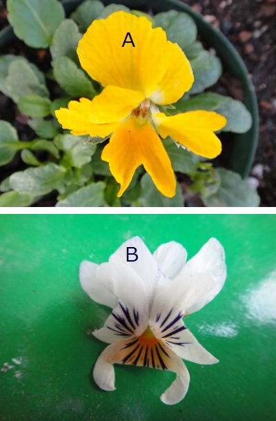 変わった花のビオラ