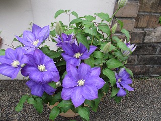 IMG_0496ss.jpg