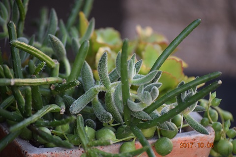 DSC_0481.jpg