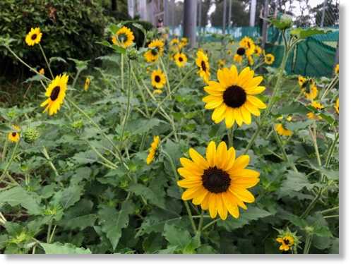 高砂ユリとミニヒマワリ | 末摘む花の雑記帳 - 楽天ブログ