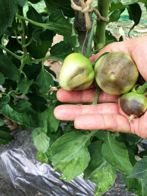 トマトの生長と尻腐れ病 Futtutyの菜園ブログ 楽天ブログ