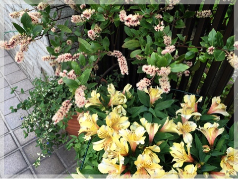 コバノズイナとアルストロメリア