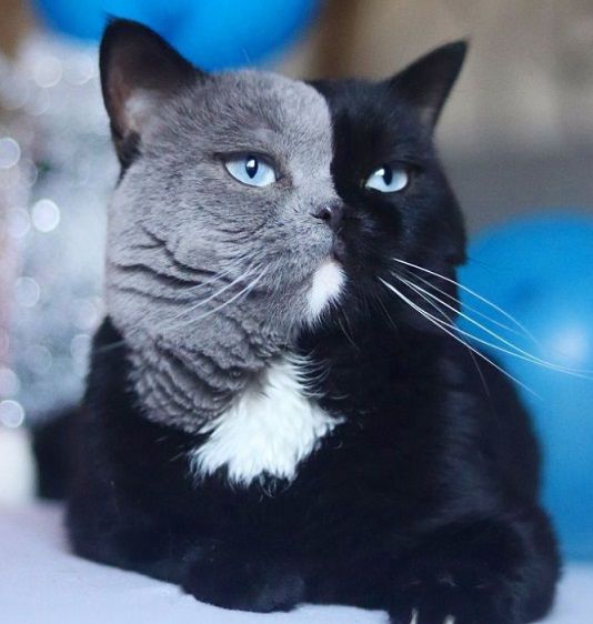 グレートと黒の2色の顔を持つインスタ大人気猫 生まれてきた子猫2匹の毛の色にビックリ 可愛いに間に合わない ファッションと猫と通販な日々 楽天ブログ