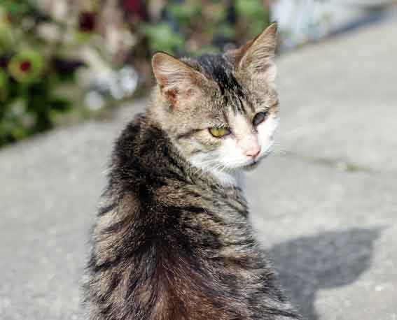 我が家のニャンコ♪2013/11/21-3