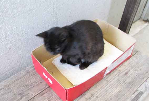 我が家のニャンコ♪2015/9/8-3