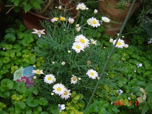 DSC01097.JPG