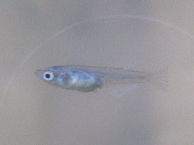 お気に入りの子供たち この背骨の感じだと 親には使えないかな 巨樹の森のブログ 楽天ブログ