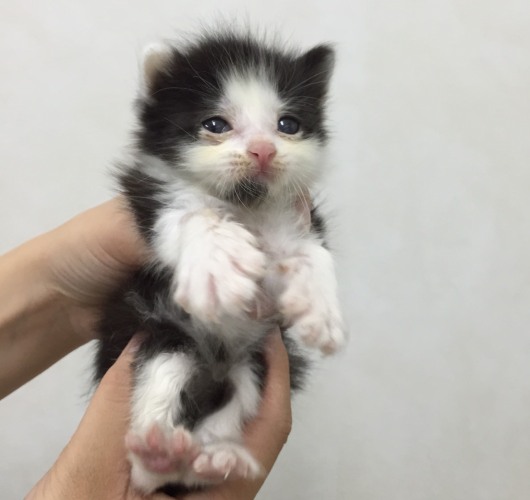 20160731ｳﾁﾀﾞ病院子猫04.jpg