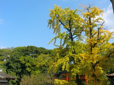 下鴨神社３.jpg