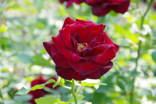 生田緑地ばら苑の秋薔薇