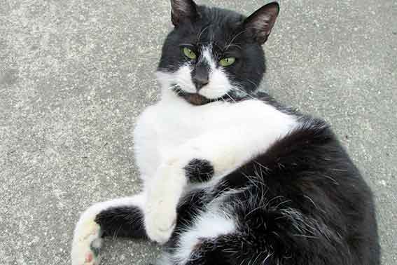 我が家のニャンコ♪2016/1/20-03