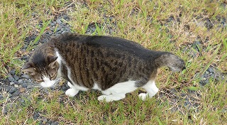 P1240517-ass.jpg