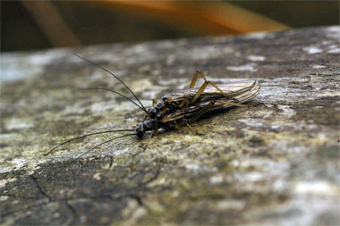 オナシカワゲラ