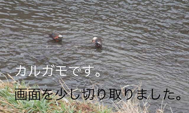 20160225カルガモ.jpg