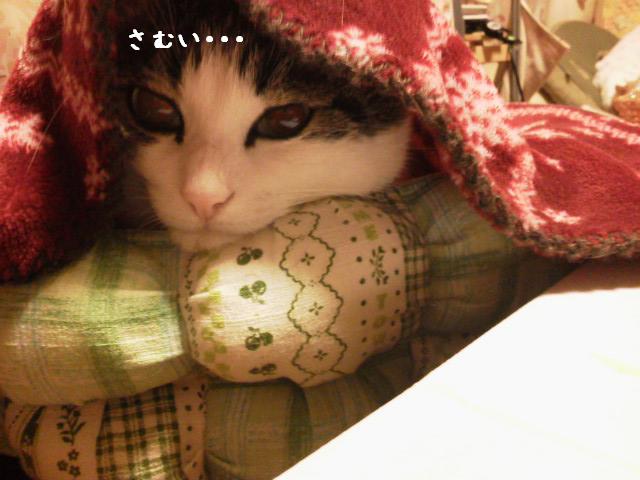 みいちゃん寒い